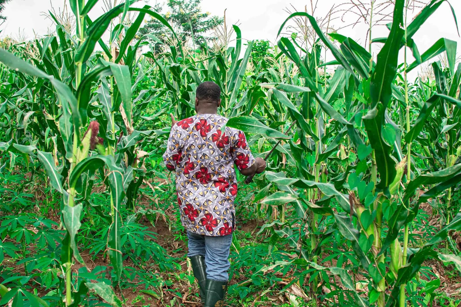 Agriculteur marchant dans un champ de maïs en Afrique de l'Ouest