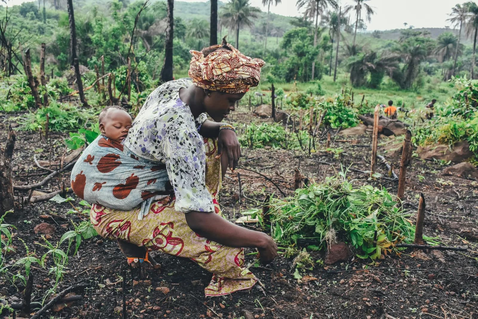 Agricultrice désherbant une parcelle cultivée