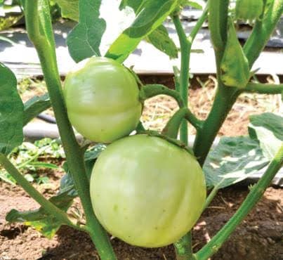 Aubergine Djamba - N'guessan Edmond daloa